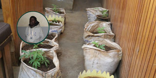 Cornelius Kiprotich and the marijuana he was accused of growing at home. 
