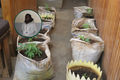 Cornelius Kiprotich and the marijuana he was accused of growing at home. 