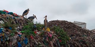 Dandora dumpsite