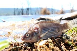 Dead fish