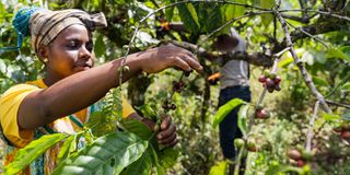 African farmer in his coffee plantation 