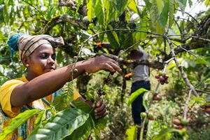 African farmer in his coffee plantation 