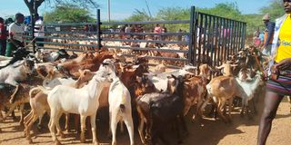 Nginyang' livestock market in Tiaty