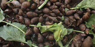 Snails at Demi Farms