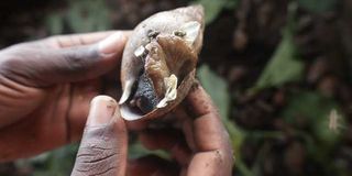 Snail