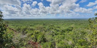 Arabuko-Sokoke forest.