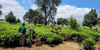 Gathoni Park Farm