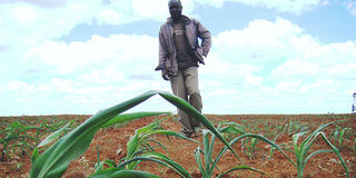 North Rift Rains
