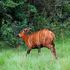mountain bongo