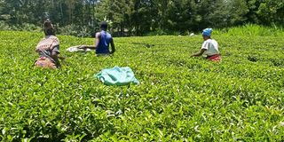 Bomet tea