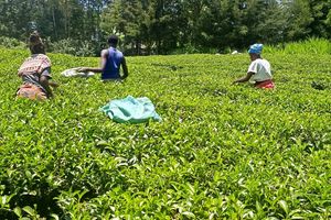 Bomet tea