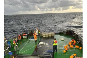 Anchored Fish Aggregating Devices (aFADs)