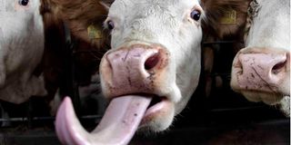Cow