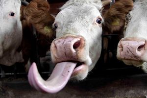 Cow