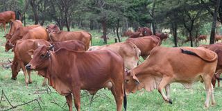 Cows