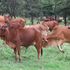 Cows