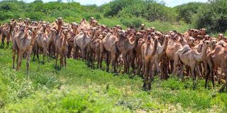 Camels 