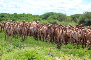 Camels 