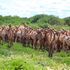 Camels 