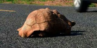 Leopard tortoise