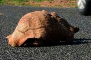Leopard tortoise