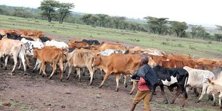 Cows