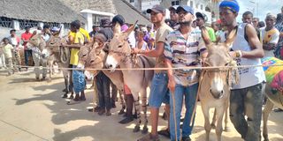 Donkey race