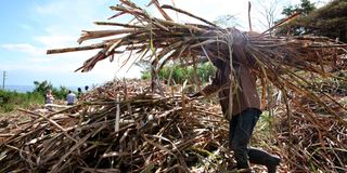 Sugarcane