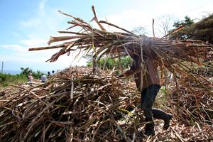 Sugarcane