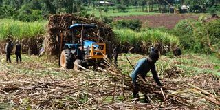 Sugarcane