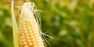 Maize