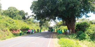 Imenti forest