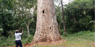 Imenti forest
