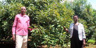 Avocado farm
