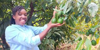 Avocado farm