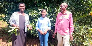 Avocado farm