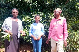 Avocado farm
