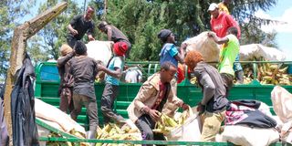 Maize harvest