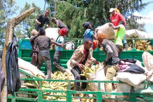 Maize harvest