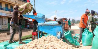 Maize harvest