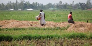 Ahero Irrigation Scheme