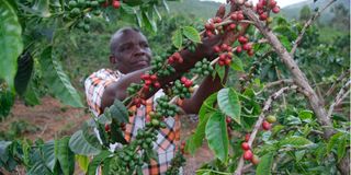Coffee farmer