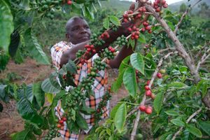 Coffee farmer