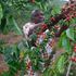 Coffee farmer