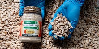 pumpkin seed powder 