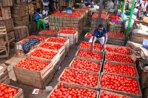 Tomatoes