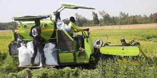  Kimira Oluch Smallholder Farmer Improvement Project 