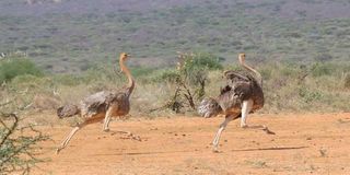 Ostriches 