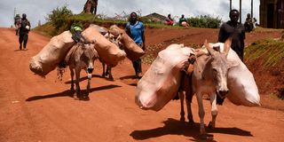Donkeys 