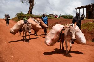 Donkeys 